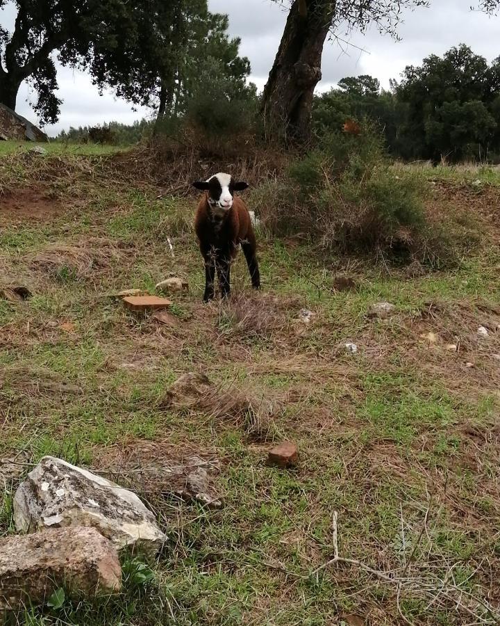 Turismo Rural Casa Da Ceu Amiais de Cima Екстер'єр фото